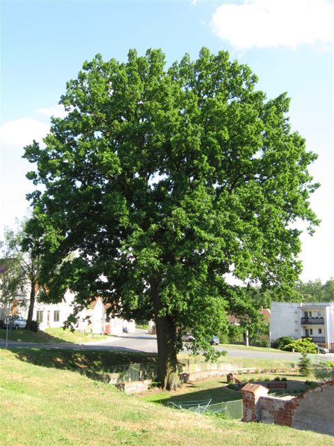 Linhart 8